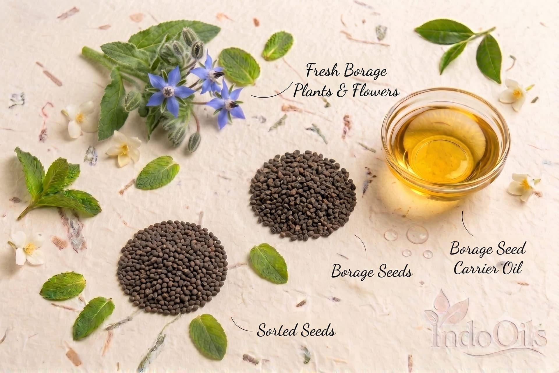 Borage Seed Carrier Oil