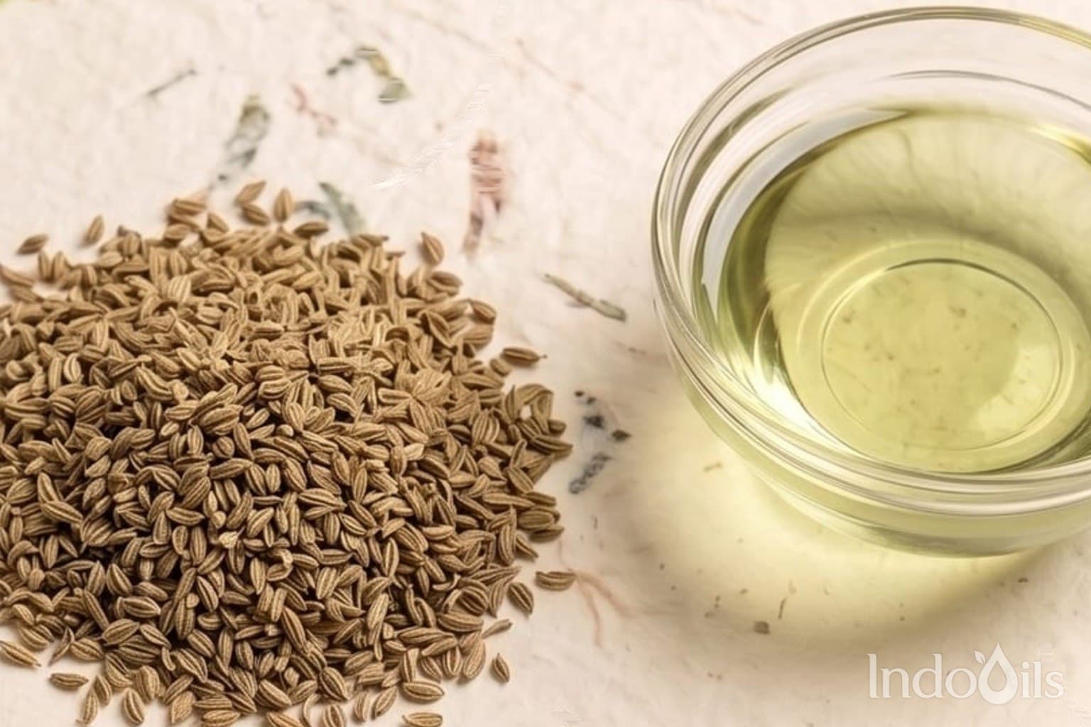 Bulk ajwain oil from India: whole dried ajwain seeds (Trachyspermum ammi) beside a glass bowl of ajwain essential oil