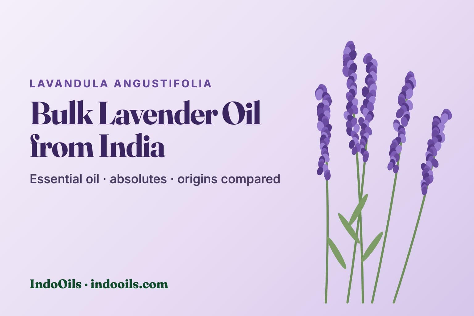 Bulk lavender oil from India: true lavender (Lavandula angustifolia) flower spikes, essential oil and absolutes