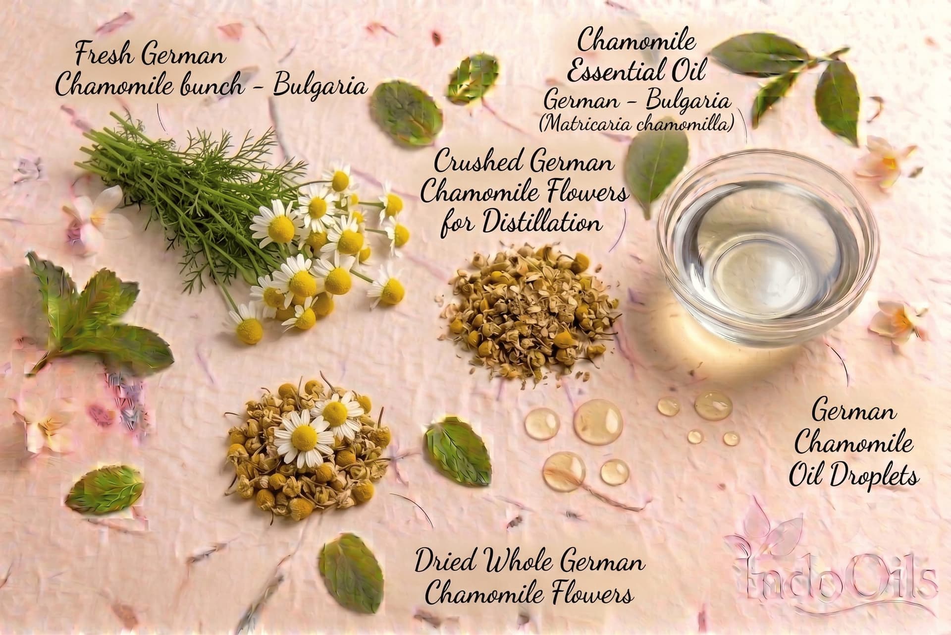 Chamomile German (Bulgaria)