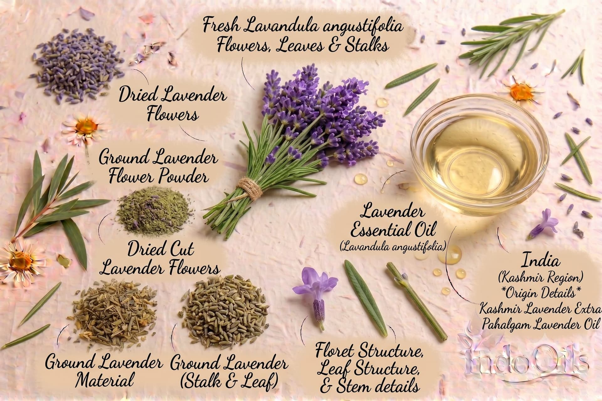 Lavender essential oil with fresh and dried Lavandula angustifolia flowers, steam distilled in India