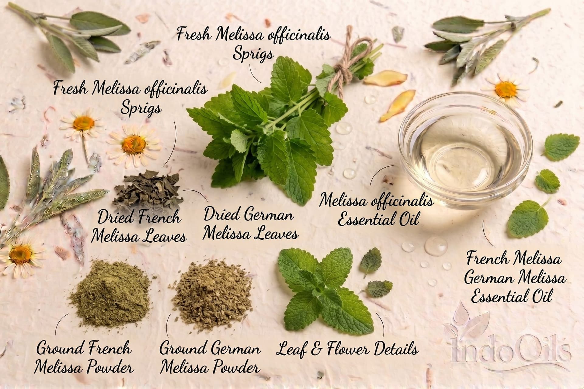 Lemon Balm (Melissa) Essential Oil