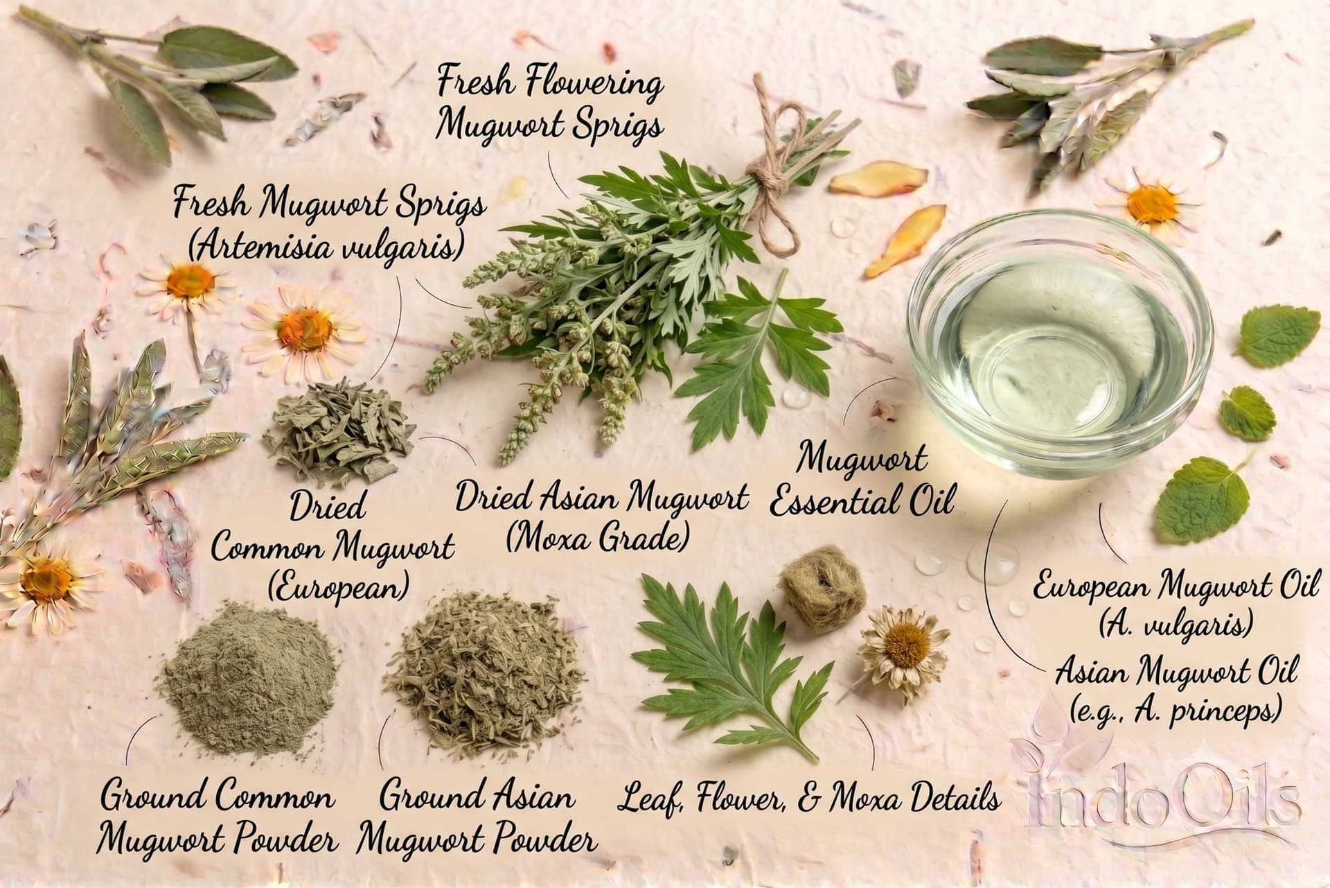 Mugwort Essential Oil