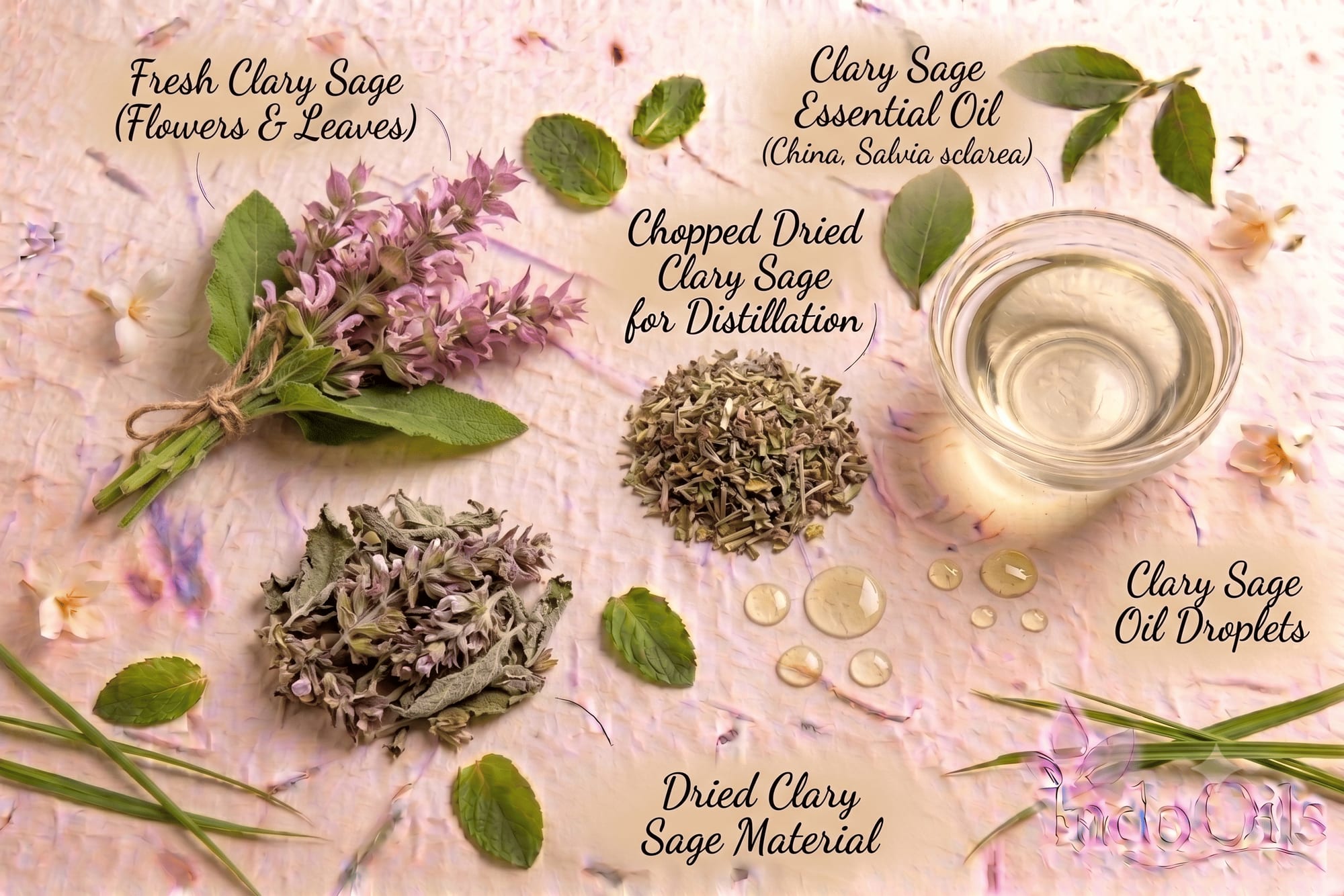 Clary sage flowers, dried clary sage and clary sage essential oil (Salvia sclarea), an aromatic herbal partner for lavender