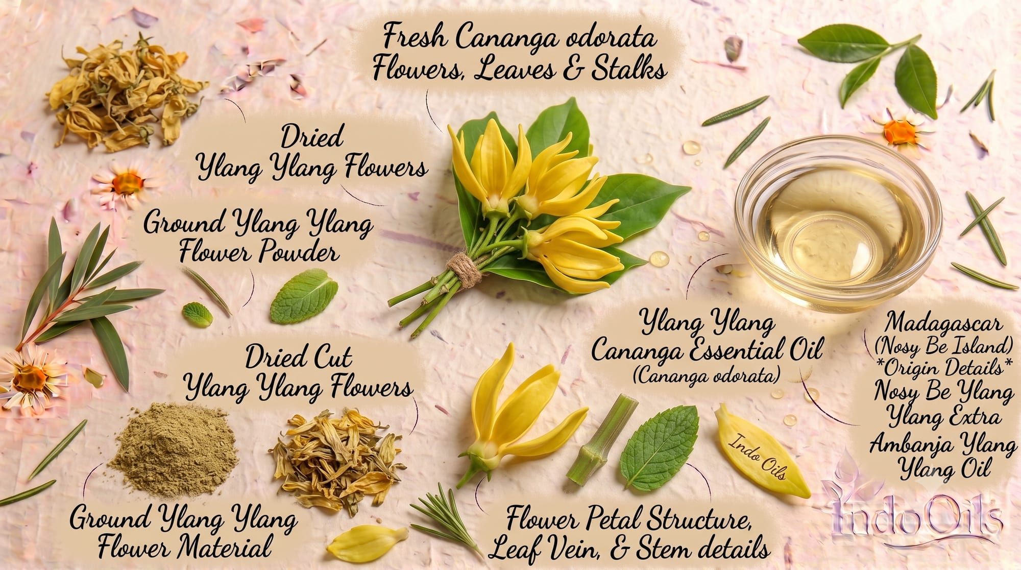 Ylang ylang (Cananga odorata) essential oil, a classic floral partner for davana in perfumery